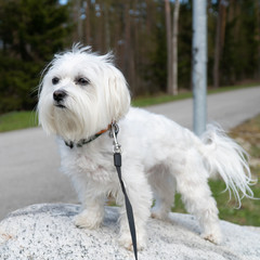 Maltese 