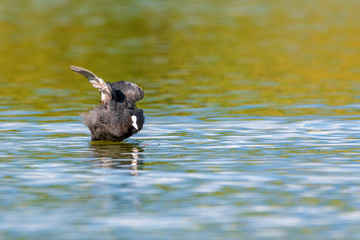 A duck in a pond flaps its wings as it takes off.