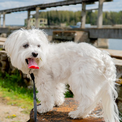 Maltese 
