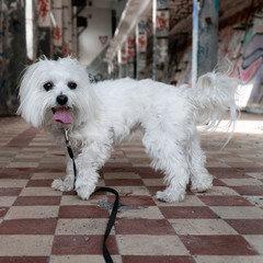 Maltese 