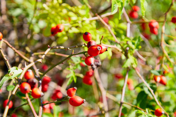 Berries of a dogrose on a bush. Fruits of wild roses. Thorny dogrose. Red rose hips