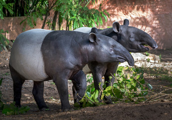 The family of tapirs in the natural atmosphere.