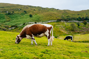 Fototapeta na wymiar Two cows eating grass in iIeland
