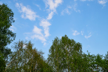Fototapeta premium Tree branches against the blue sky with white clouds on a sunny day