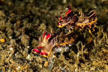 Flamboyant Cuttlefish, Metasepia pfefferi, is a species of cuttlefish occurring in tropical Indo-Pacific waters off northern Australia, southern New Guinea, the Philippines, Indonesia and Malaysia.