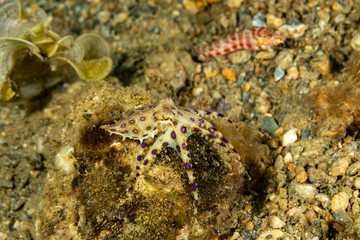 Greater blue-ringed octopus, Hapalochlaena lunulata is one of four species of highly venomous blue-ringed octopuses belonging to the family Octopodidae