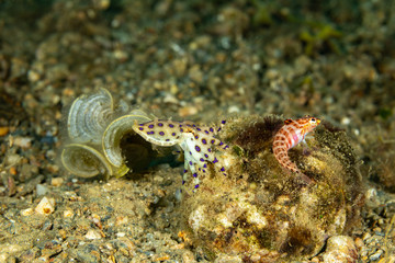 Greater blue-ringed octopus, Hapalochlaena lunulata is one of four species of highly venomous...