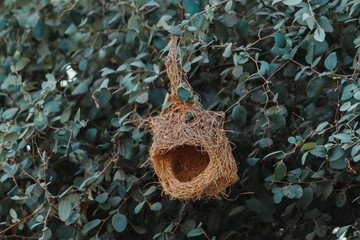 Closeup shot of the Baya Weaver bird`s nest in the trees
