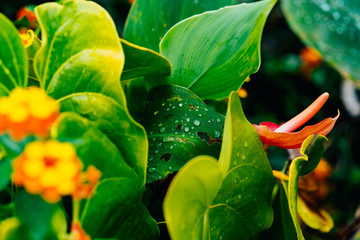 yellow and orange flower