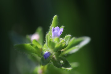 タチイヌノフグリ