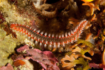 The bearded fireworm (Hermodice carunculata) is a type of marine bristleworm belonging to the Amphinomidae family, native to the tropical Atlantic Ocean and the Mediterranean Sea.