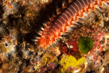 Obraz na płótnie Canvas The bearded fireworm (Hermodice carunculata) is a type of marine bristleworm belonging to the Amphinomidae family, native to the tropical Atlantic Ocean and the Mediterranean Sea.