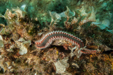 The bearded fireworm (Hermodice carunculata) is a type of marine bristleworm belonging to the Amphinomidae family, native to the tropical Atlantic Ocean and the Mediterranean Sea.