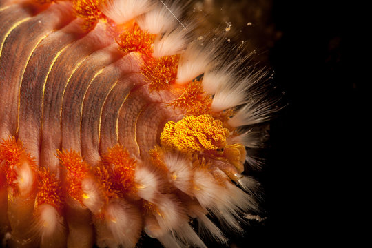 The bearded fireworm (Hermodice carunculata) is a type of marine bristleworm belonging to the Amphinomidae family, native to the tropical Atlantic Ocean and the Mediterranean Sea.