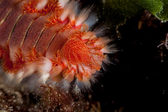 The bearded fireworm (Hermodice carunculata) is a type of marine bristleworm belonging to the Amphinomidae family, native to the tropical Atlantic Ocean and the Mediterranean Sea.