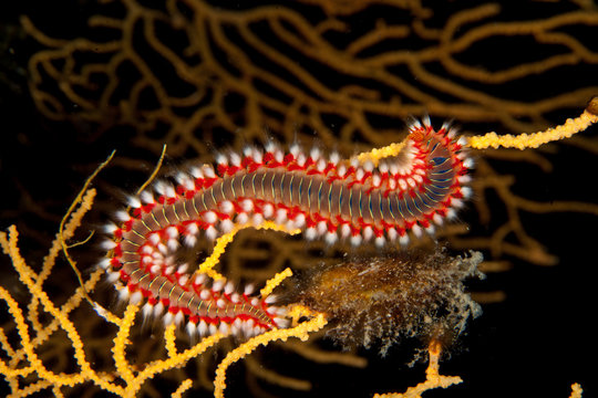 The bearded fireworm (Hermodice carunculata) is a type of marine bristleworm belonging to the Amphinomidae family, native to the tropical Atlantic Ocean and the Mediterranean Sea.