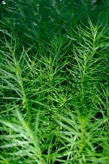Bright green plants in nature