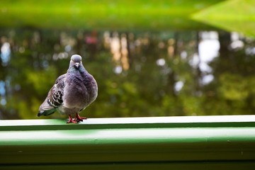 Pigeon sitting on banister in the park.