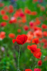 Red poppy flower