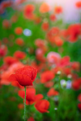 Fototapeta premium Red poppy flower against the rays of sun