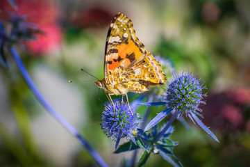 Orange butterfly on a thistle flower