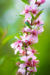 Fototapeta premium Flowering pink almonds
