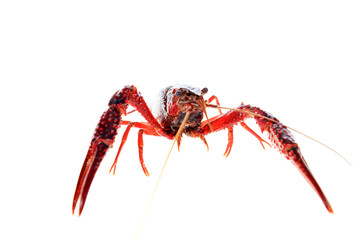 Crayfish