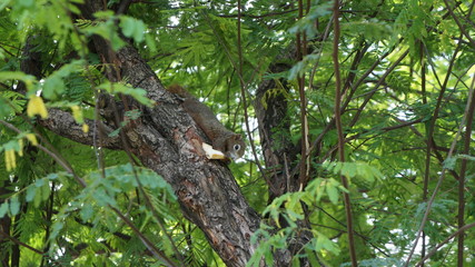 The little squirrel eats bread on the tree.