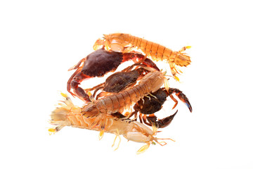 Mantis shrimp and  crabs