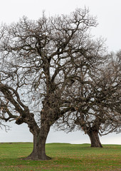 Fototapeta premium Trees on grass field
