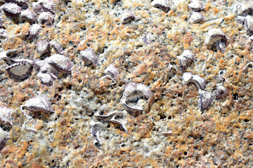 Stone with seashells close up. Natural abstract background