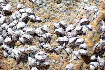 Stone with seashells close up. Natural abstract background