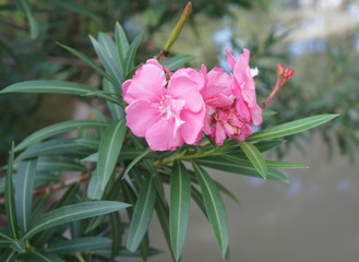 Fresh pink flowers, green leaves, needles