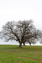 Trees on grass field