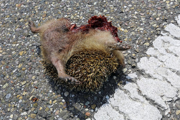 toter Igel