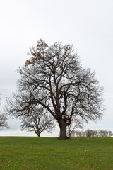 Trees on grass field