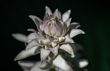 Große Funkie Herzblattlilie Blüte