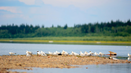 A flock of small white Seagull sitting on the stone Bank of the Northern river against the taiga forest in Yakutia, looking in one direction.