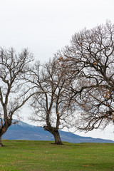 Fototapeta premium Trees on grass field