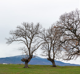 Trees on grass field