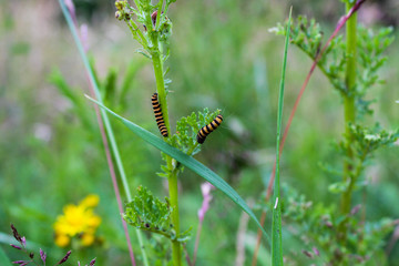 caterpillar on a leaf