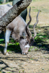Addax
