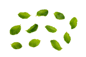 Set of fresh mint leaves on isolated white background