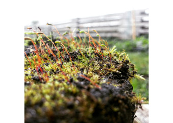 the moss on the wood