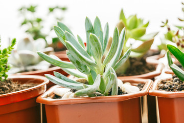 Succulent flowering house plants background.