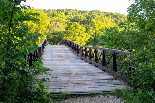 Minnesota Forest