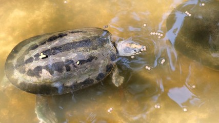 Aquatic turtles. Concept of animals in the zoo. 
