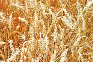 Golden wheat growing in a farm field