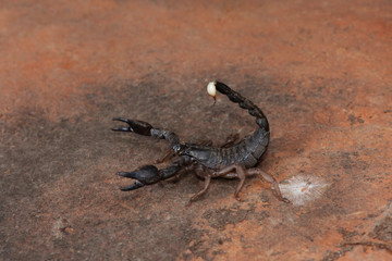 Heterometrus, Heterometrus xanthopus, Scorpions, Bapdev Ghat, Wildlife of Saswad, Maharashtra