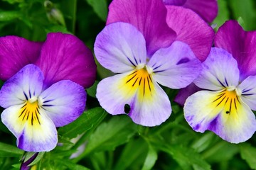 Lila-rosa Stiefmütterchen